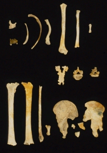 Photograph showing the skeletal material recovered during the 1986 recovery expedition to the wreck site