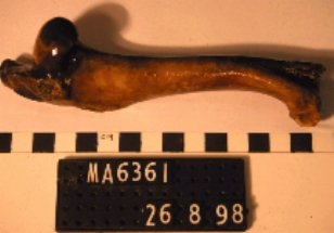 Non-human femur recovered from the wreck