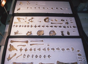 Arrangment of skeletons for study at museum