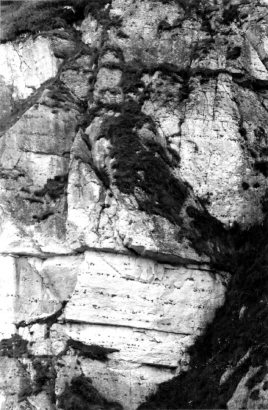 Figure 12: Chalk rocks near Glenarm, County Antrim with bands of flint stretching across them.