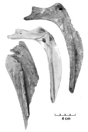Figure 1: Catfish cleithra representing a size range typically recovered by hand collection.
