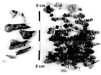 Stomach contents from a Roman period dog found at Keszthely-Fenékpuszta.