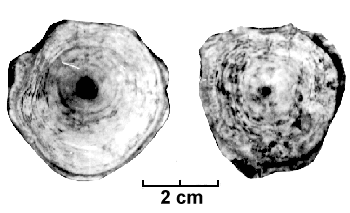 Figure 3: Neolithic catfish vertebra with a hole drilled through its centre