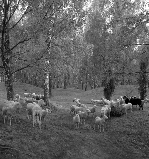 Hemlanden in the 1940s. A day at work for Birka's sheep 