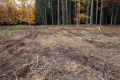 A clearing of deforested land containing an outline of a destroyed barrow, ringed by trees