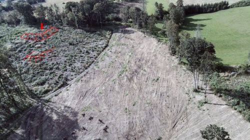 An aerial view of a forest largely cleared by logging