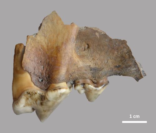 Side view of a right maxilla fragment of wolf (Canis lupus), with third and fourth premolar, with 1cm scale alongside
