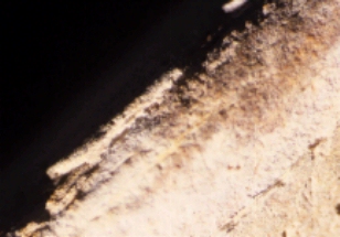 Close-up photograph showing surface flaking and consequent taphonomic degradation of the mid-shaft surface of one of the ulna recovered