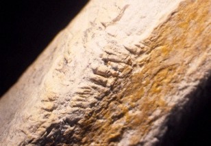 Close-up photograph showing repeated surface markings originating from unknown marine scavengers