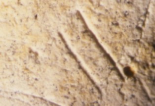 Close-up photograph showing parallel surface markings likely originating from the central incisors (or beak) of unknown marine scavengers