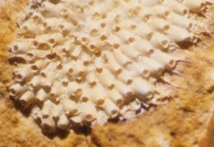  Close-up photograph showing a bryozoan colony on one of the tibia recovered. Note the open opercula