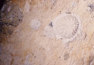 Close-up photograph showing the presence of marine colonisation