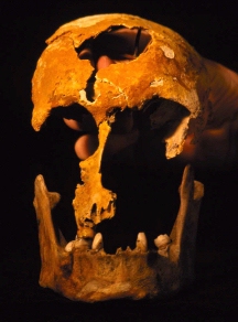Photograph showing the reconstructed skull fragments belonging to Tom