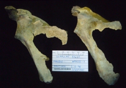 Two right scapulae