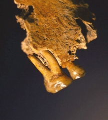 Lateral view of the right maxillary fragment belonging to Tom