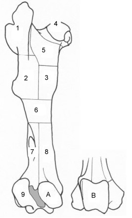 Illustration of bone 'zones'