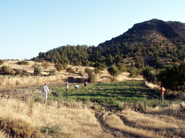 Figure 50: Roman mining settlement of Litharkies (TS06), with Alestos behind. Team East, with fieldwalkers on left and Geomorphological Intern on right. Photograph: Michael Given. 