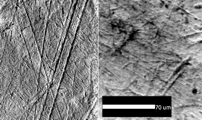 Figure 1: Typical fields of microwear from Aveline's Hole (left) and Oronsay (right)