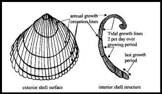 Figure 2: Regular growth markings on the exterior and interior structure of the Common Cockle.