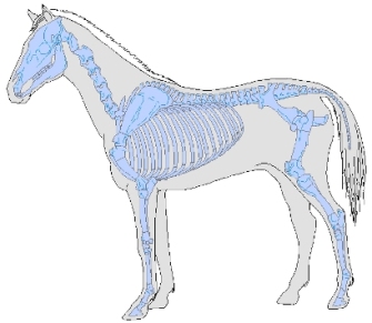 Equus caballus (horse)
