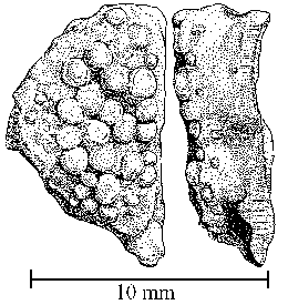Fig. 3. Left upper (supra-) pharyngeal arch of redear sunfish.