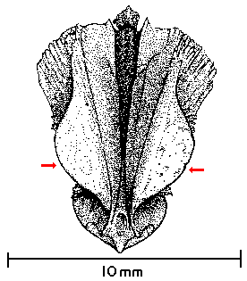 Fig. 5. Ventral aspect of a redear basioccipital.
