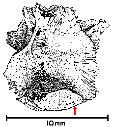 Fig. 6. Lateral view of a left prootic of redear sunfish.
