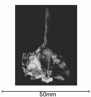 Fig. 7. Ventral
 surfaces of articulated upper cranium of modern redear specimen.
