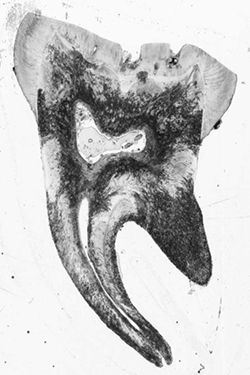 Scanned thin-section of a tooth sample