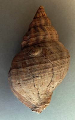 A dredge-damaged and encrusted whelk (Image credit: G. Campbell)