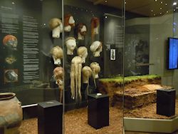 Figure 1: The Iron Age gallery of Silkeborg Museum, Denmark, showing the display case on hair, Elling woman and entrance into the Tollund Man gallery (Â© Silkeborg Museum, by kind permission of Ole Nielsen)