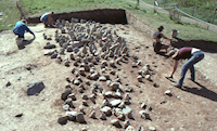 Castell Henllys chevaux-de-frise under excavation
