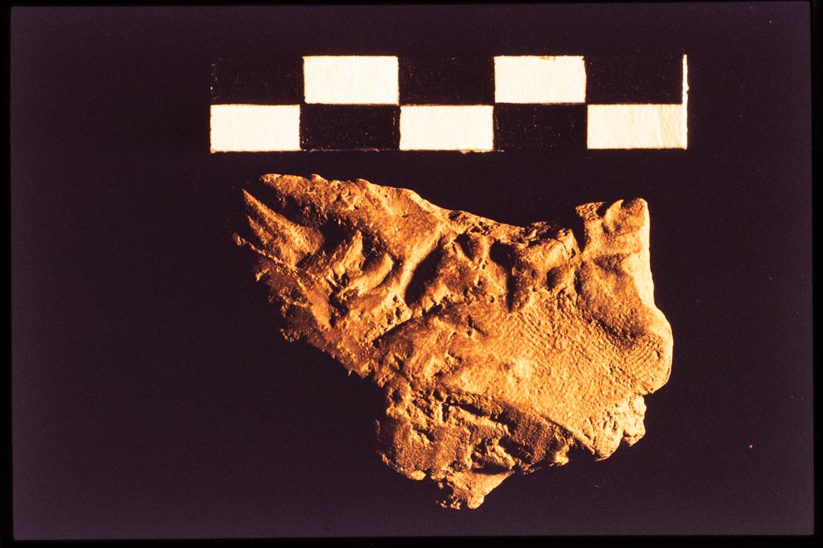 Decorated pottery sherd