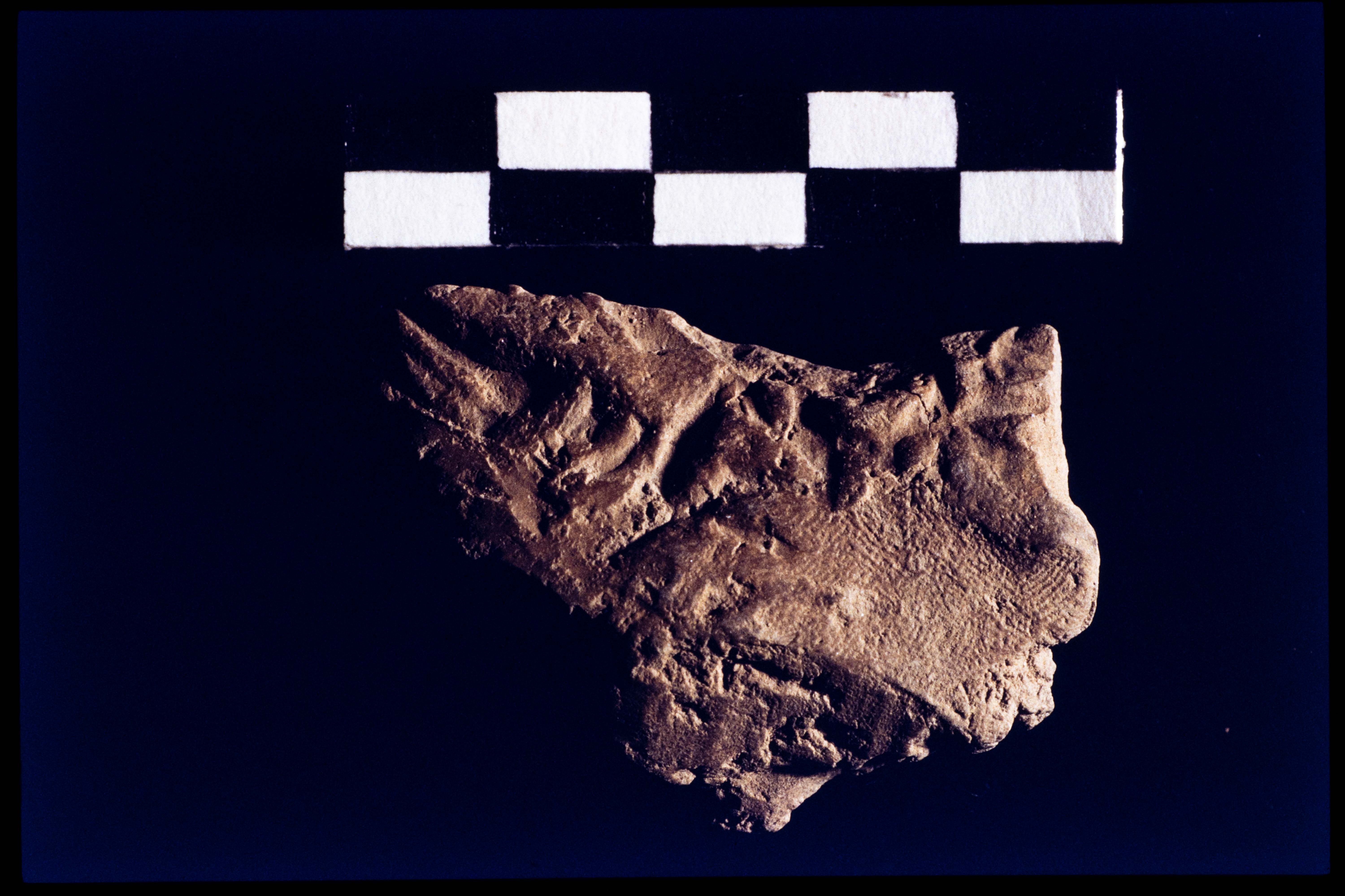 Decorated pottery sherd