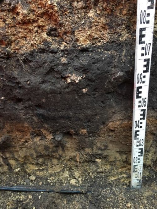A supposed fireplace from 10th-17th century in a settlement site of Viira on the island of Muhu. The stratigraphy of the soil layers cannot be understood without archaeological knowledge. Photo: Rivo Bernotas