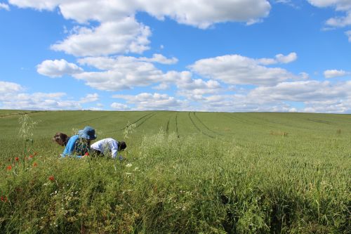 Botanical survey in the open fields at Laxton, Nottinghamshire