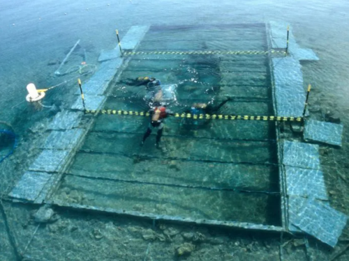 An aerial view of divers working underwater on a shipwreck of a small boat, which is surrounded by a protective structure