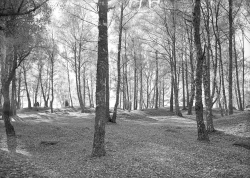 A forested area with rolling mounds on the ground covered in fallen leaves