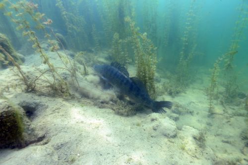 An underwater photo of a fish on the seafloor surrounded by reeds
