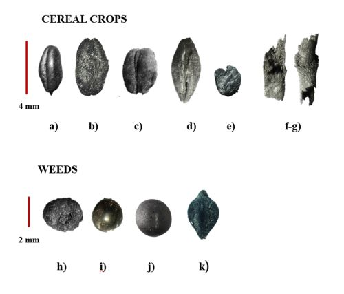 Photos of seed grains in two rows
