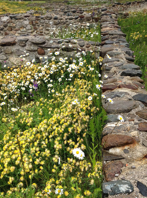 Remains of walls amnogst lush green vegetation, daisies and other yellow and purple flowers