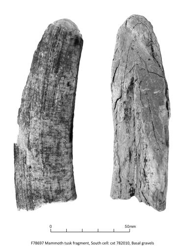 Black and white photo of the tip of a tusk identified as mammoth