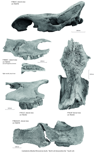 a collection of woolly rhinoceros skulls