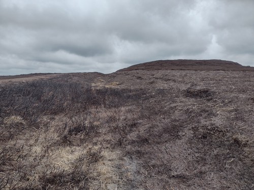 Photograph taken from the hollow way approaching the Black Howes round barrows. The dip of the holloway stands out against the skyline and beside the very obvious round barrow. The heather on the ground has recently been subject to burning.